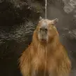 Lord.Capibara