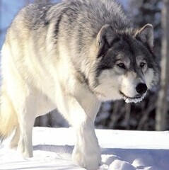 Pelosdeperro